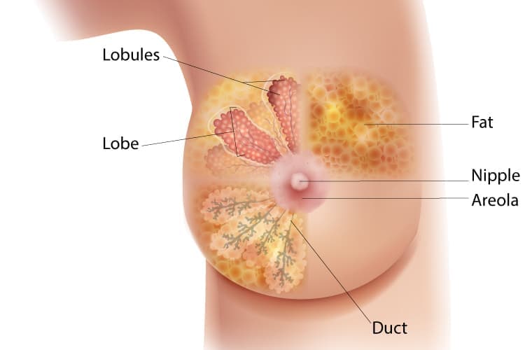 A diagram of the anterior view of the breast, emphasizing the lobules, lobe, duct, areola, nipple, and fat.