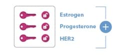 Three keys and open locks: estrogen, progesterone, and HER2