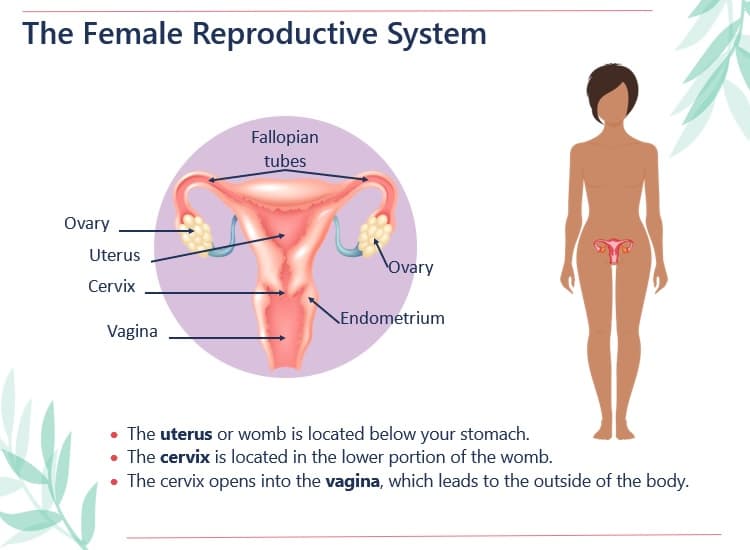 human body reproductive system