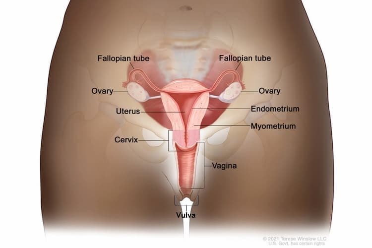Reproductive graphic