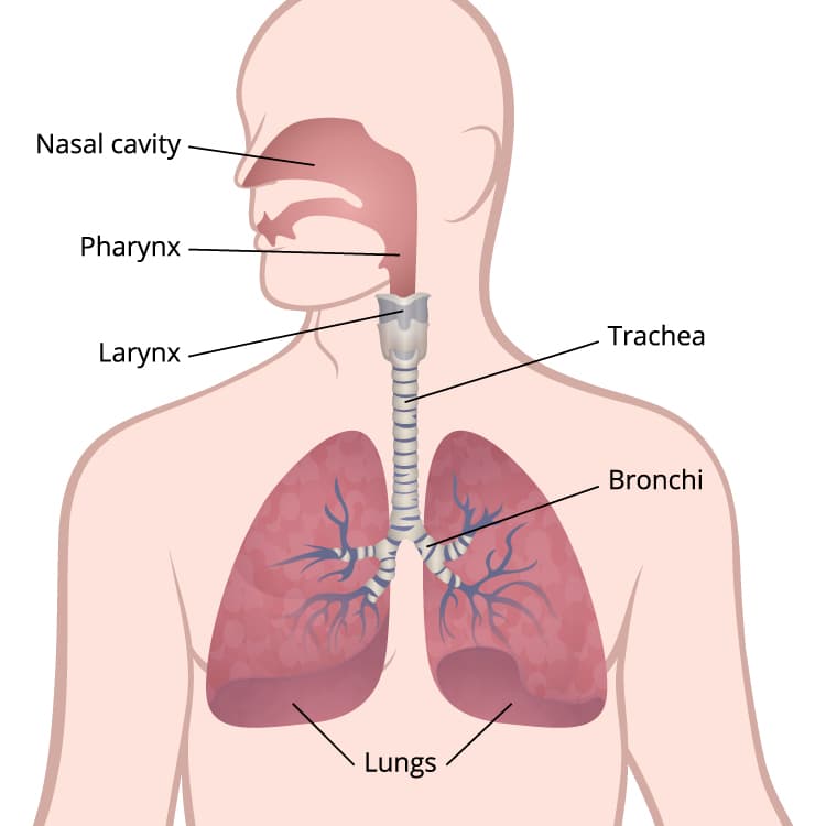 What Is Lung Cancer CDC