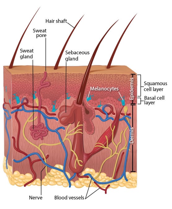 human epidermal cell diagram