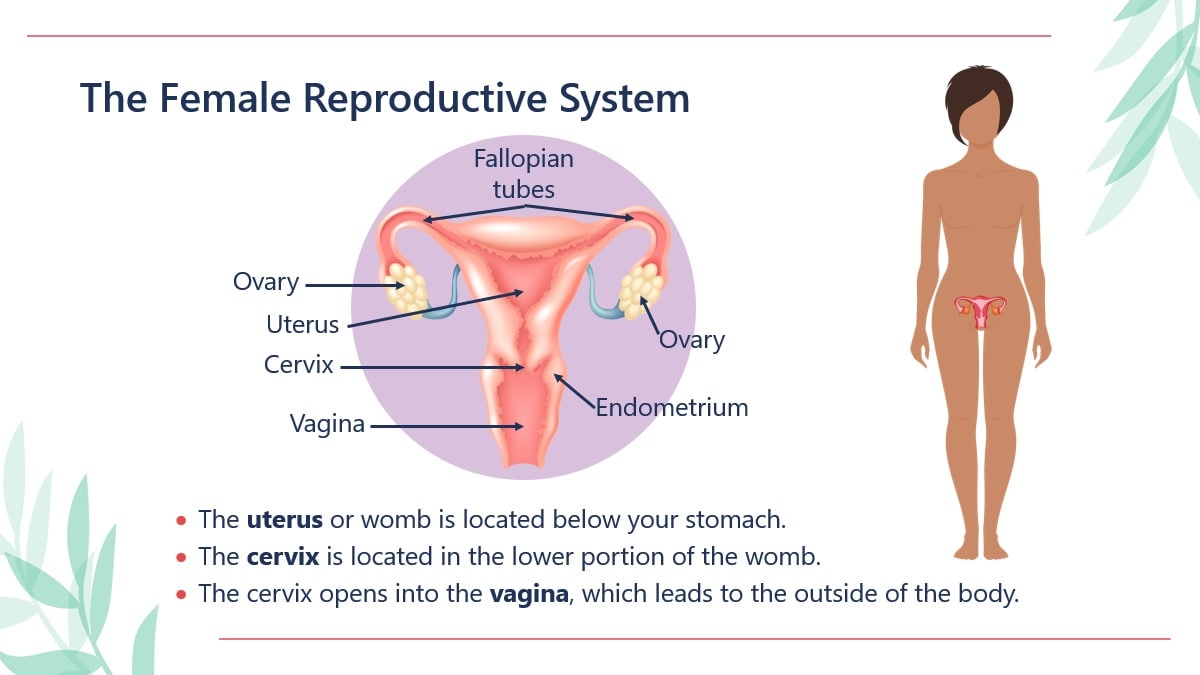 Diagram of the female reproductive system