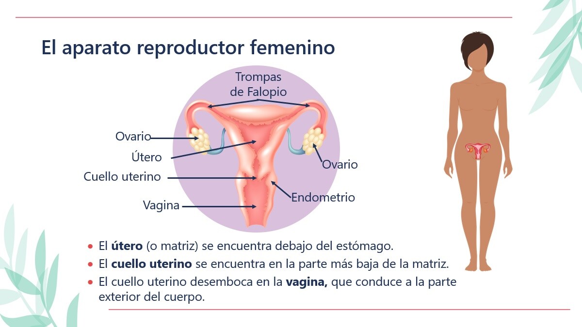 Diagrama del aparato reproductor femenino