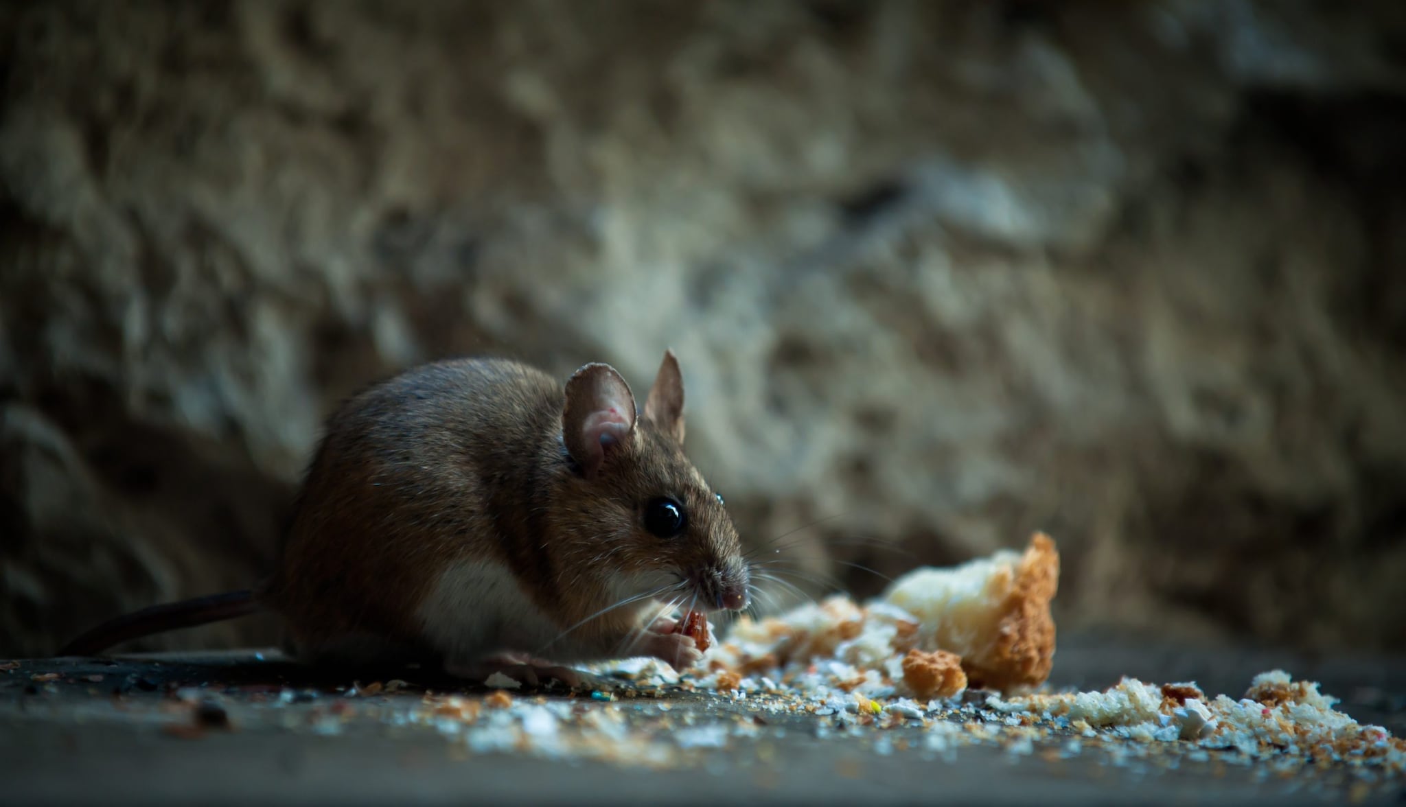 Rodent eating crumbs
