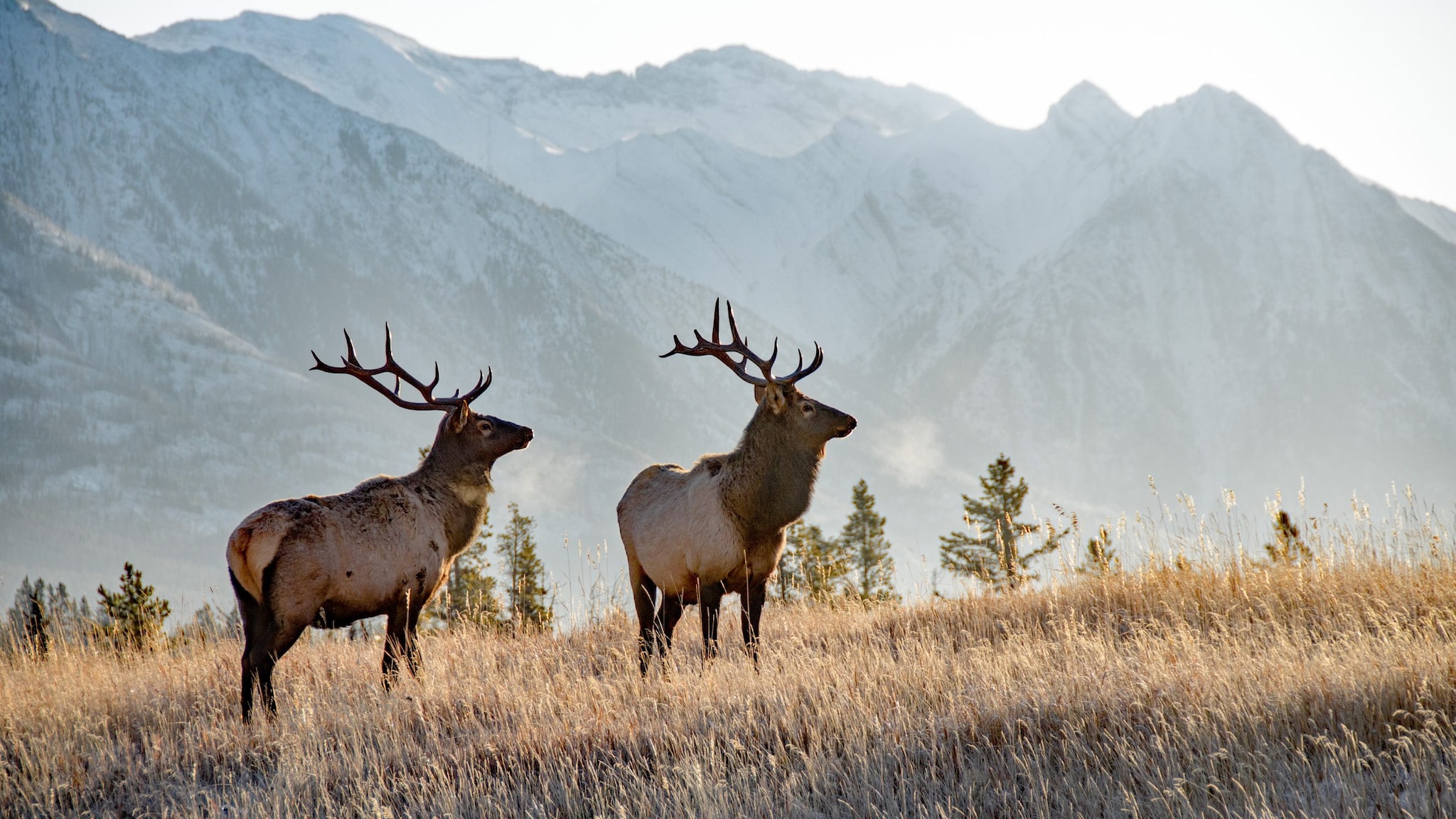 Two elk in a field in front of a mountain range.