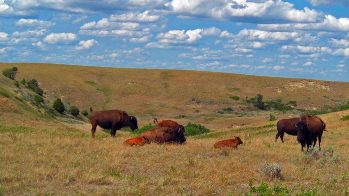 View of American Bison