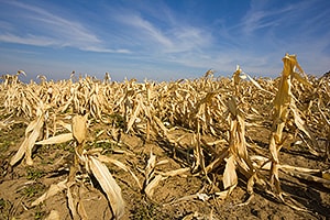 A field of dead corn crops