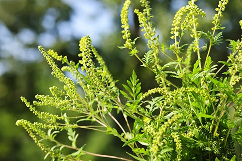 A thin light green plant, known as Ragweed