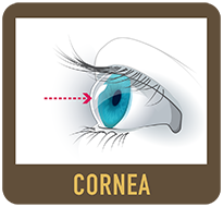Diagram of an eye cornea