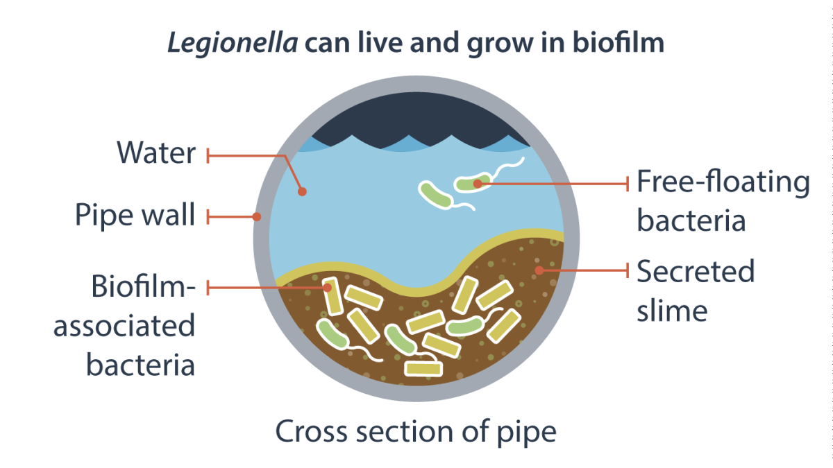 Legionella can live and grow in biofilm. Cross section of pipe; water, pipe wall, biofilm-associated bacteria, free-floating bacteria, and secreted slime.
