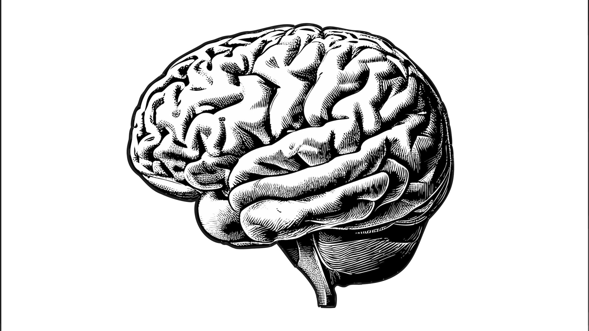 A black and white drawing of a human brain.