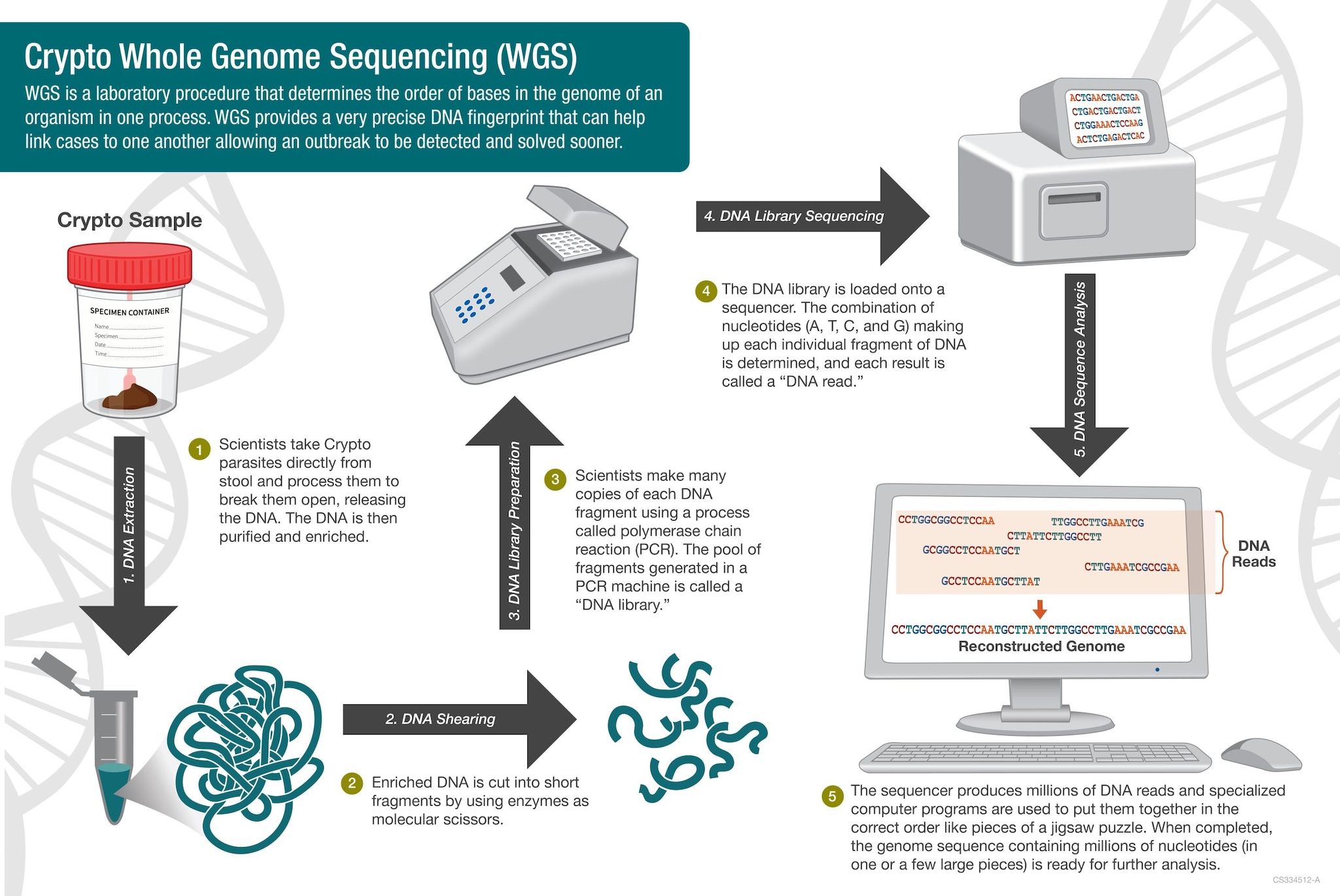 Graphic of the process used in whole genome sequencing for Crypto.