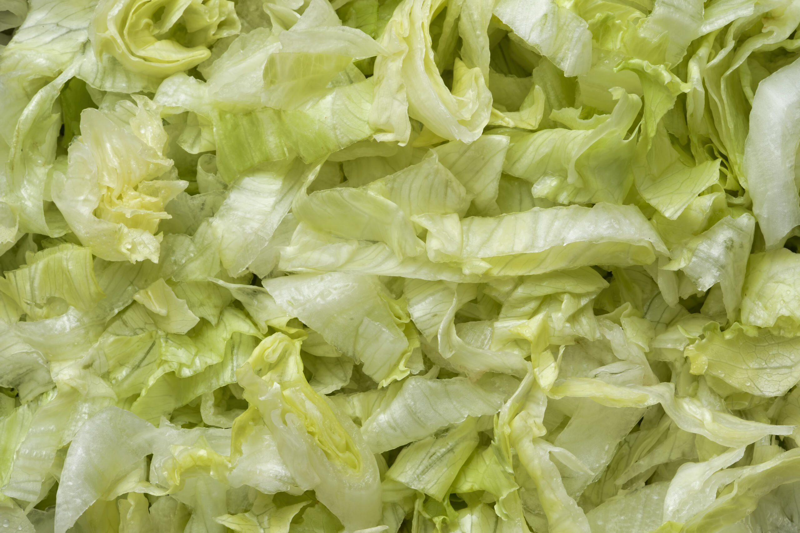 Shredded iceberg lettuce