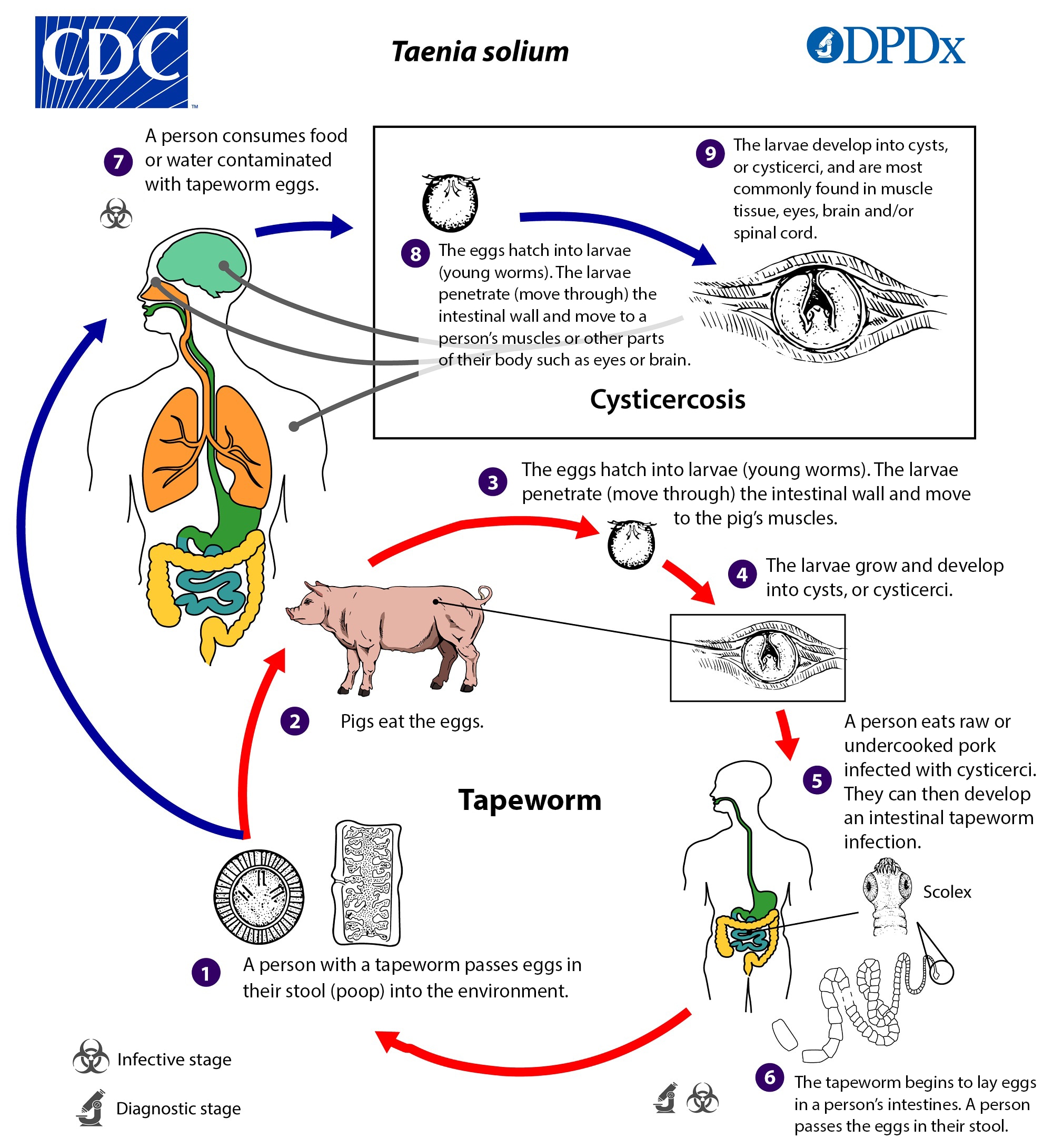 Life cycle states of Taenia solium parasite.