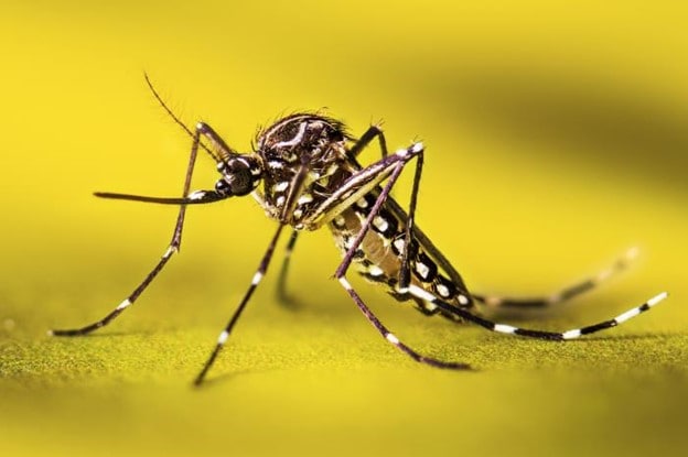 An Aedes aegypti mosquito resting on a leaf.