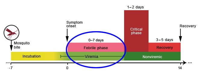 febrile-phase-of-dengue