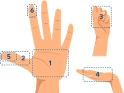 Partes de manos y dedos de las manos usadas para mostrar tamaños de porciones