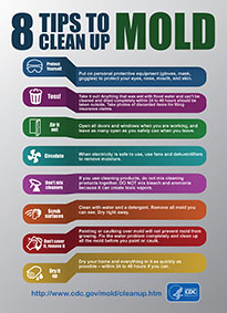 What Happens When You Eat Mold: Effects, Allergies, and Tips