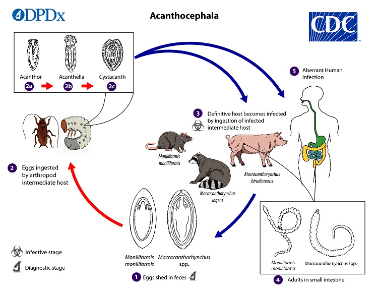 Acanthocephala_LifeCycle_19 Lifecycle image