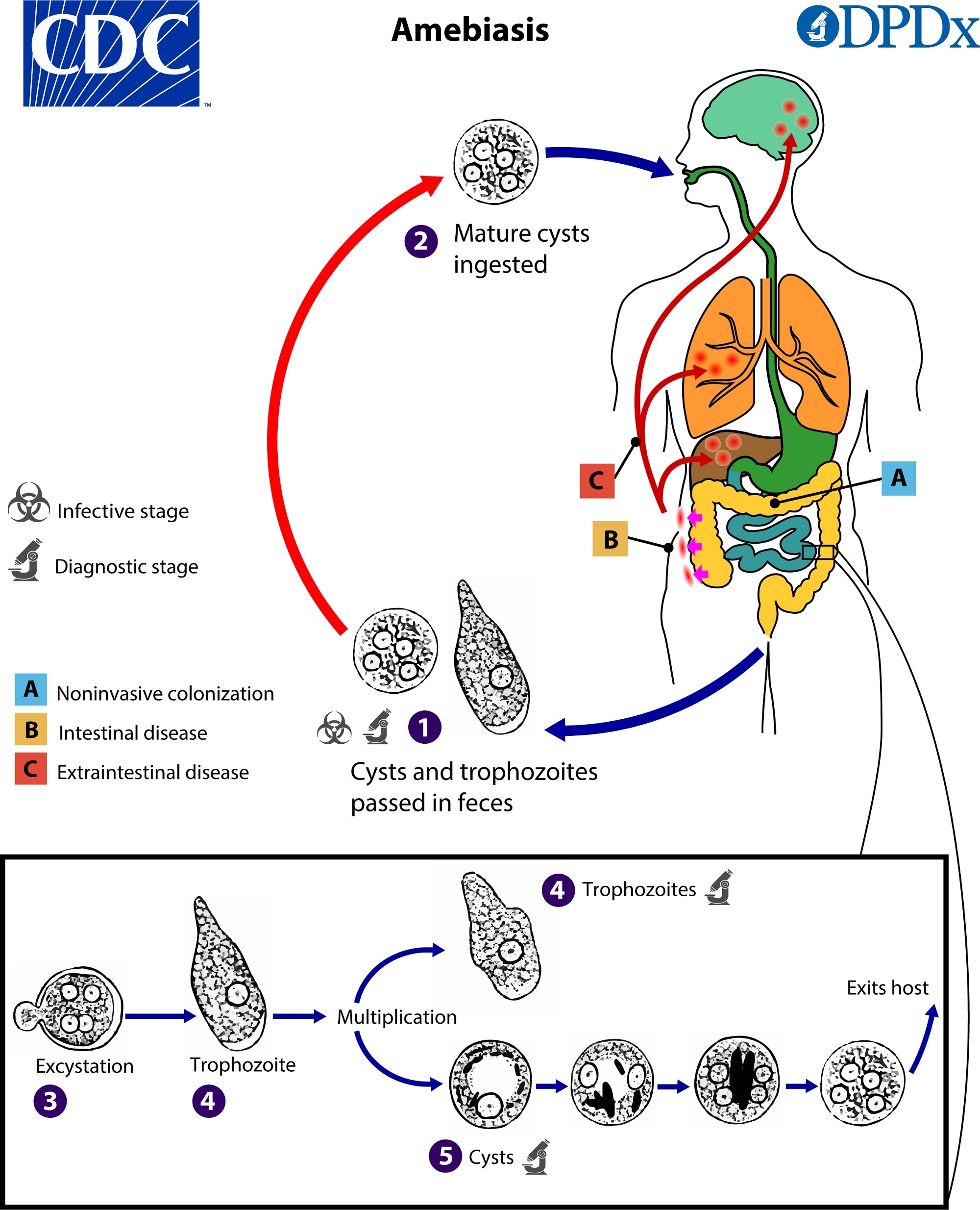 Life cycle of entamoeba histolytica diagram