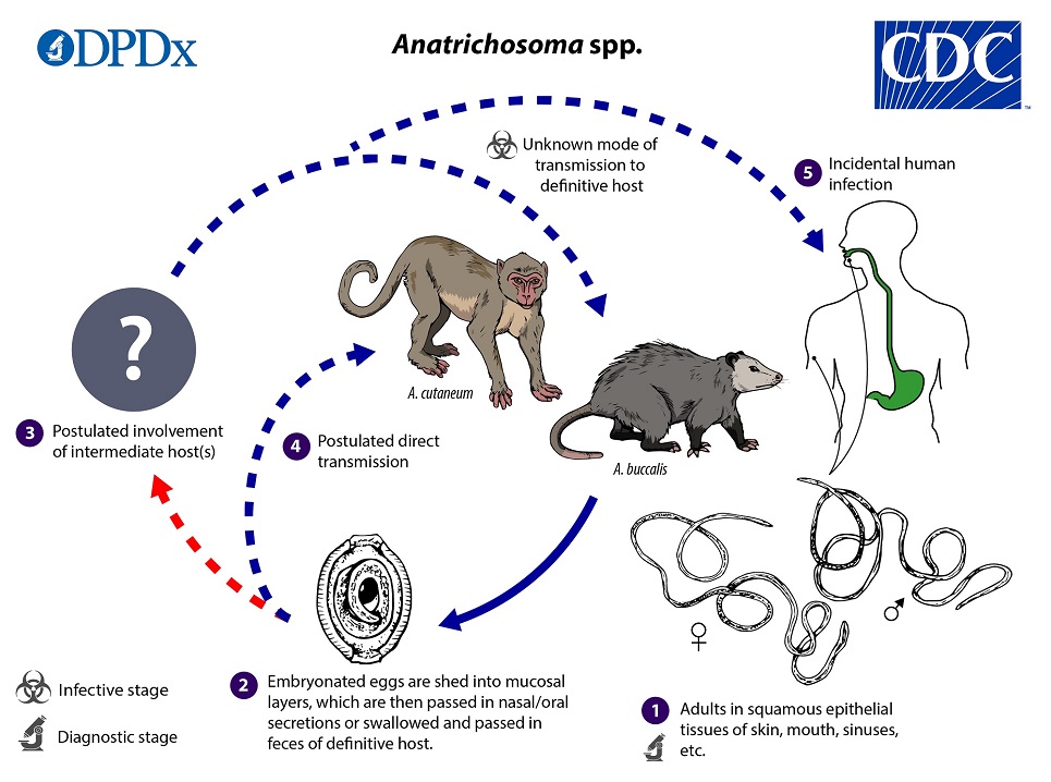 Anatrichosoma_LifeCycle_19 Life Cycle
