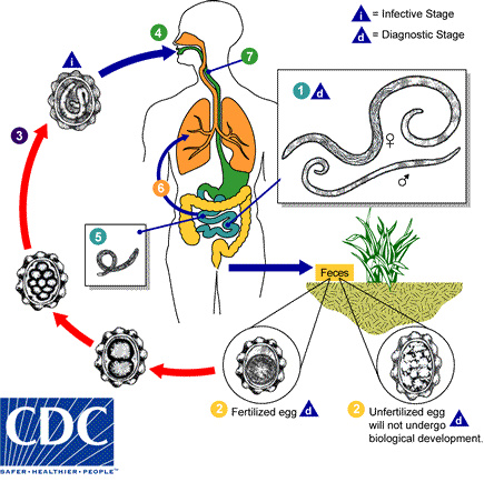 CDC - DPDx - Ascariasis