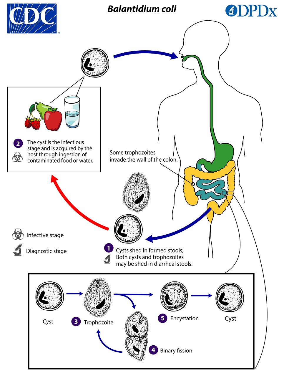 Balantidium_LifeCycle_19 Life Cycle
