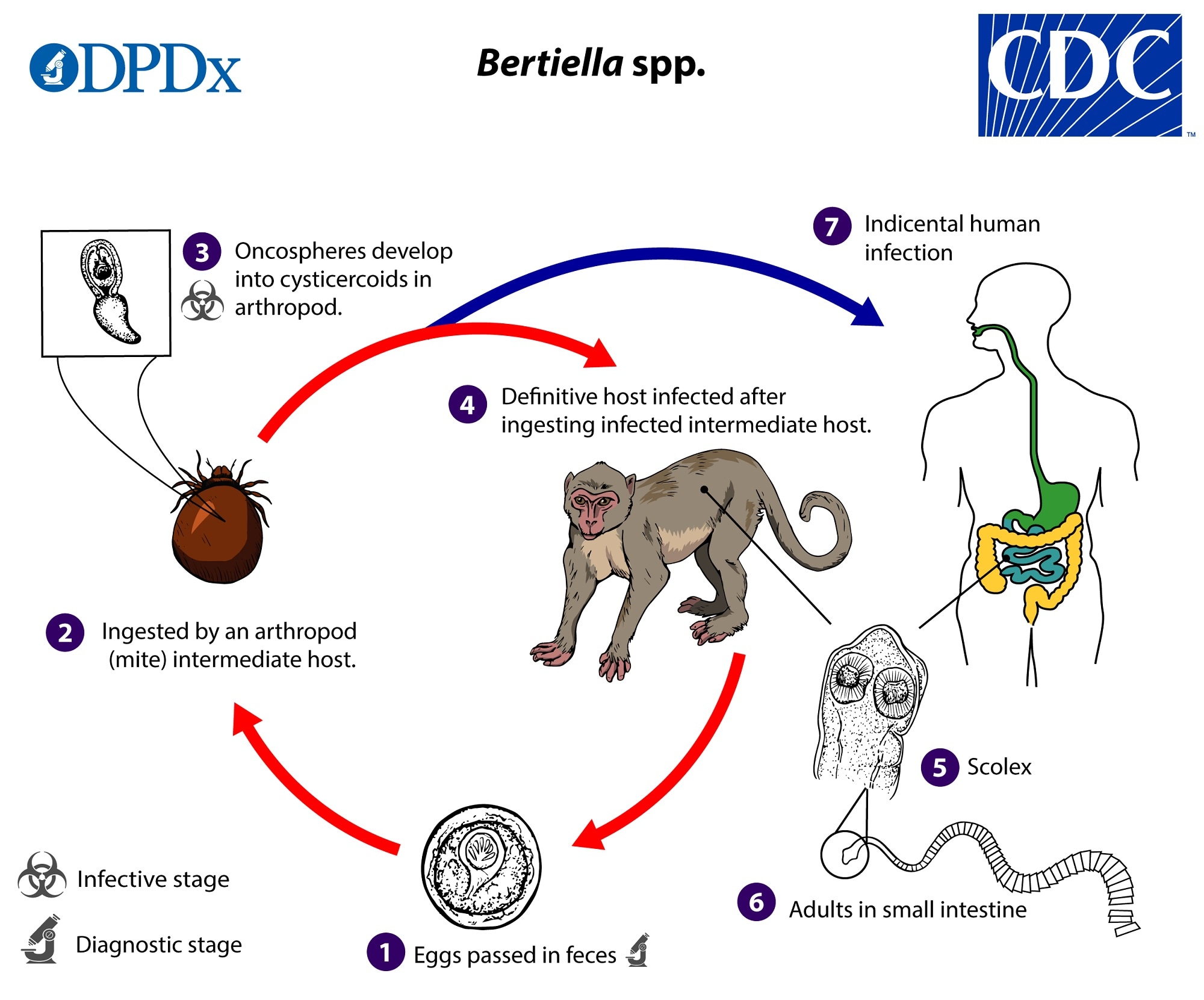 Life Cycle Of Monkey