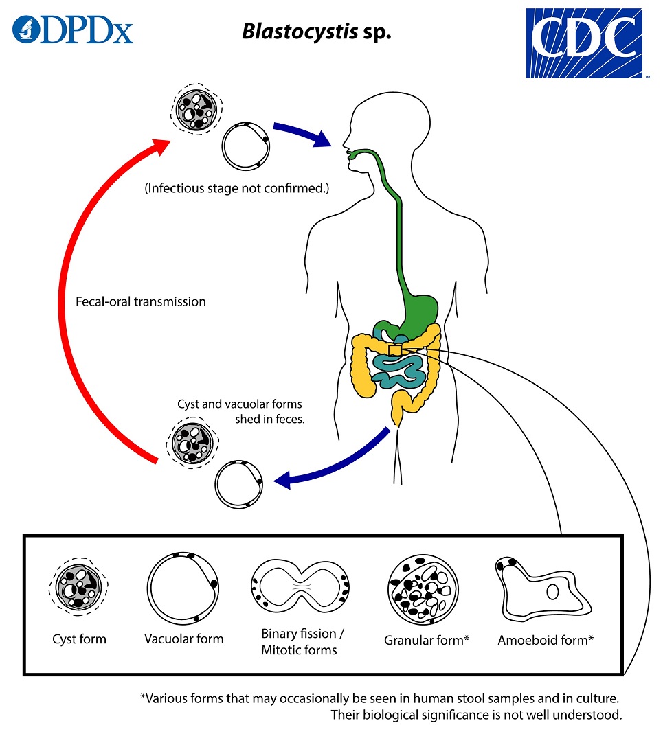 Blastocystis_LifeCycle_19 lifecycle