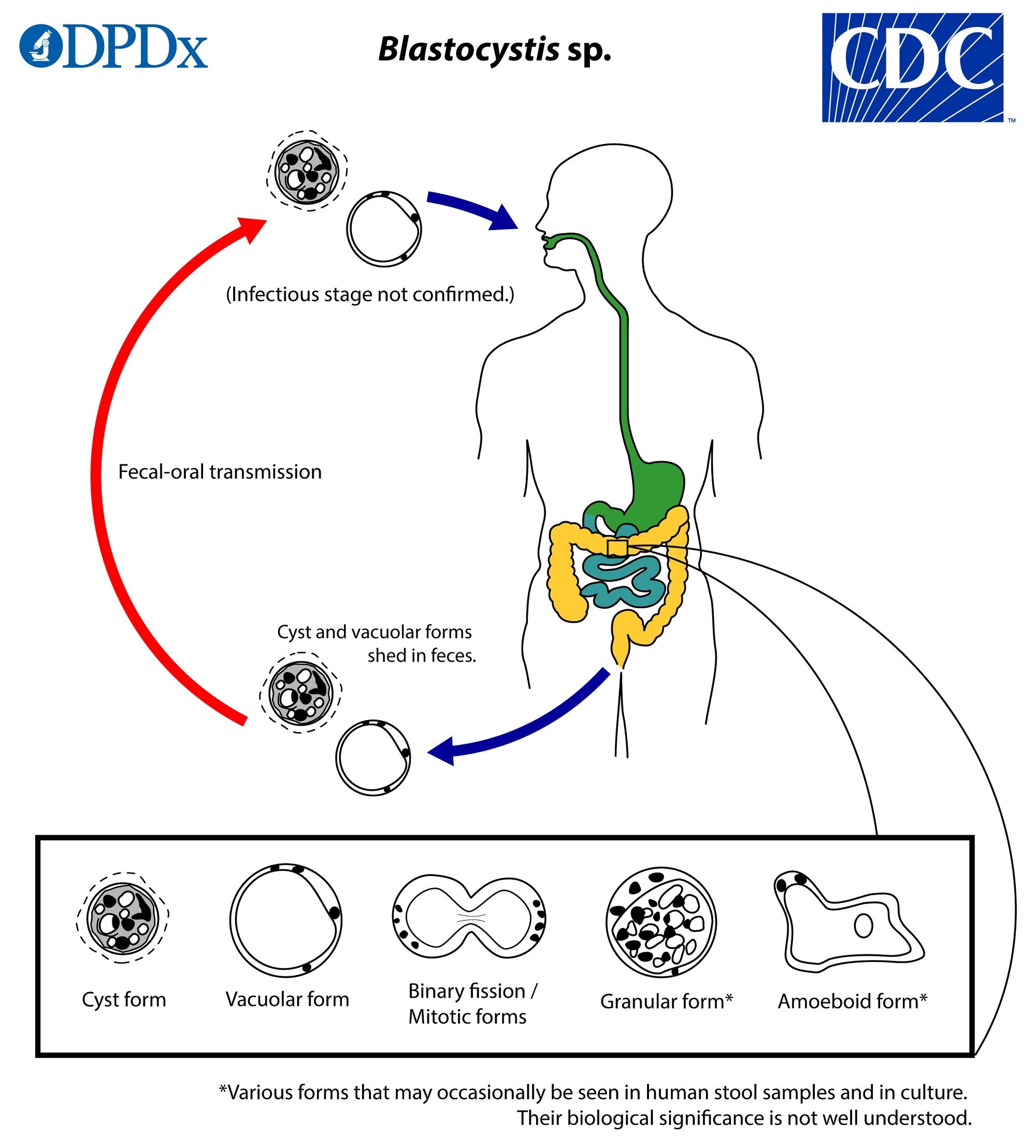 CDC - DPDx - Blastocystis hominis