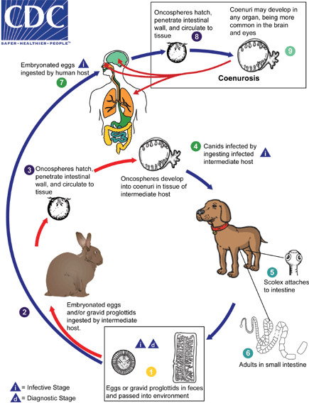 CDC - DPDx - Coenurosis