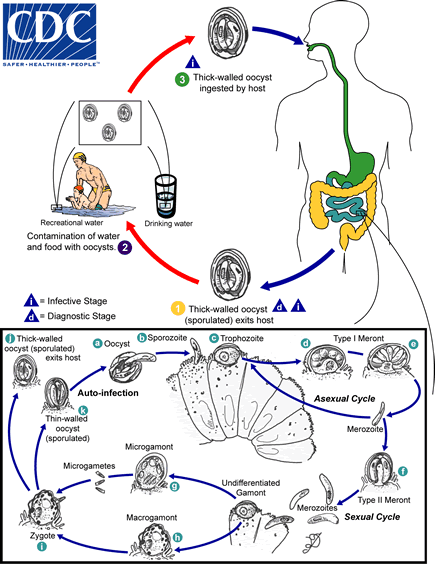 Cryptosporidium_LifeCycle.gif#s-435,564