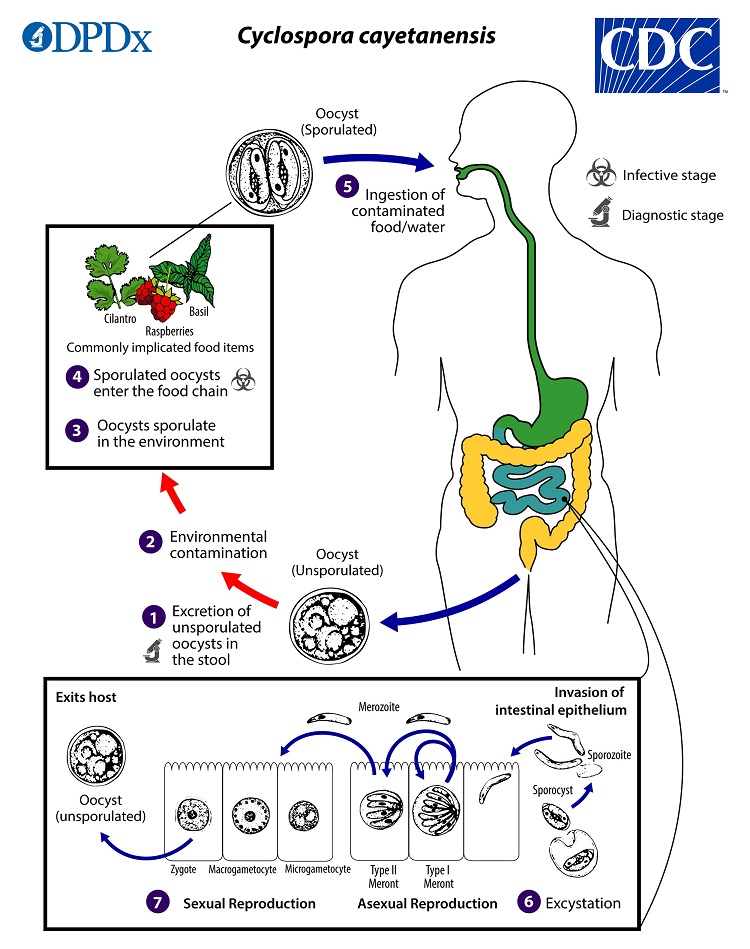 Cyclosporiasis_LifeCycle_19 lifecycle