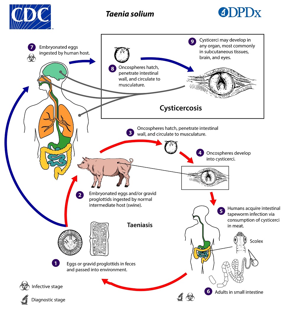 Cysticercosis_LifeCycle_19 lifecycle