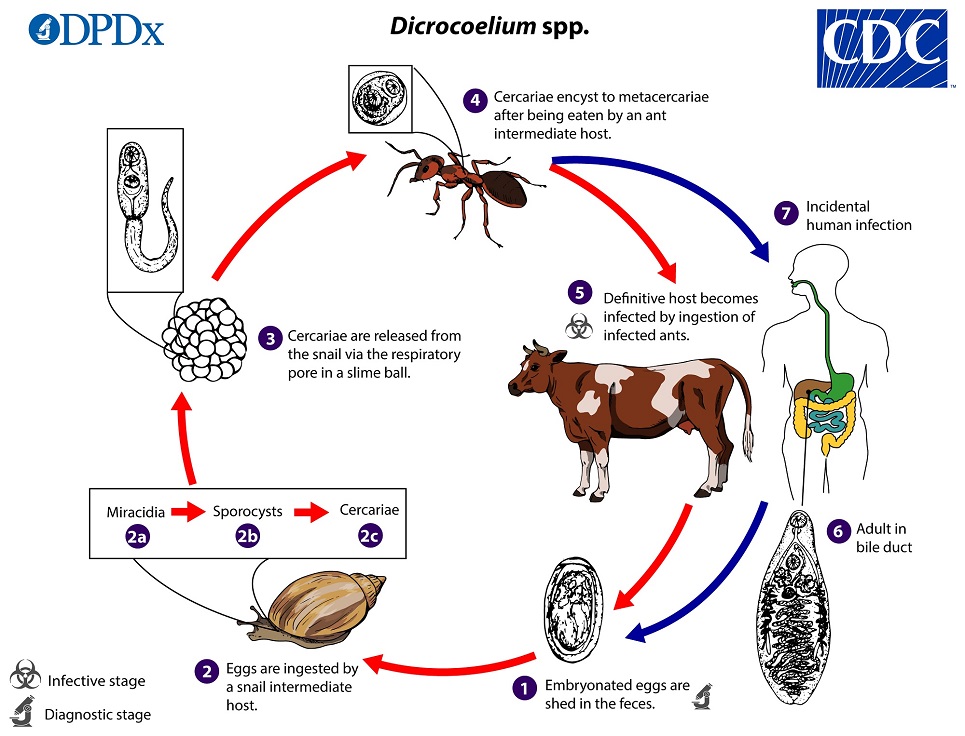 Dicrocoelium_LifeCycle_19 lifecycle