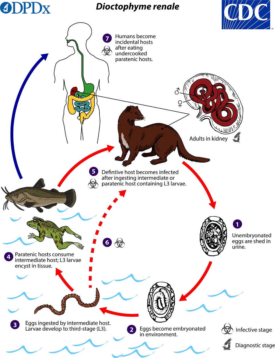 Dioctophyme_LifeCycle_19 lifecycle