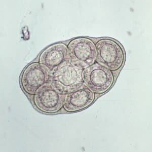 flea tapeworm egg