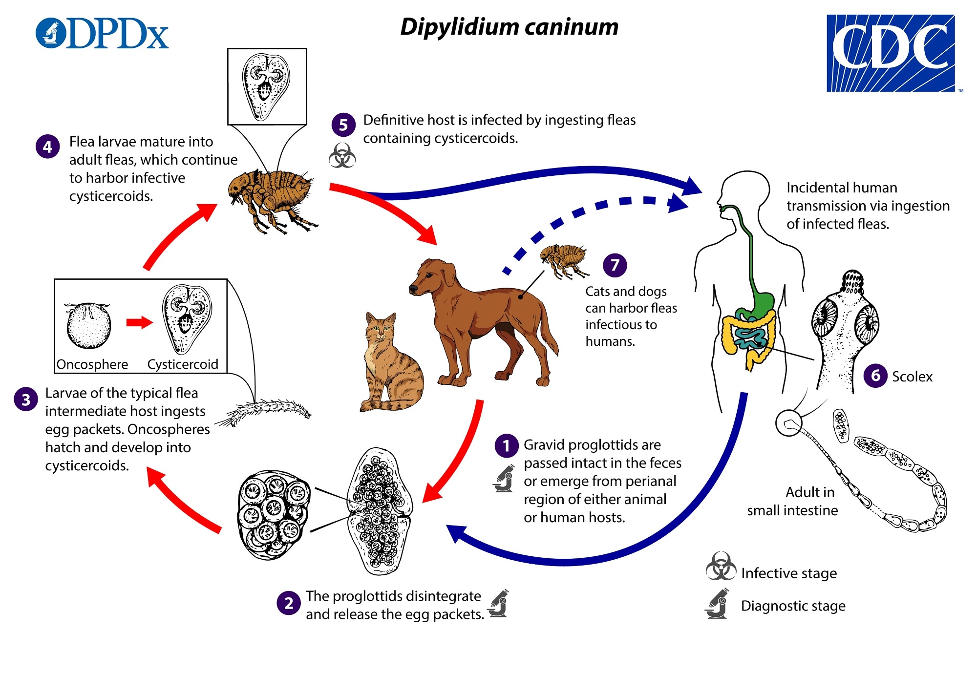 what are the symptoms of tapeworm in dogs