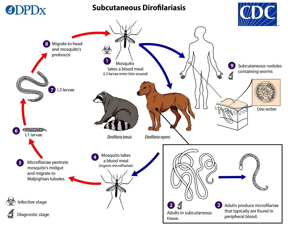 Diro_SQ_LifeCycle_19