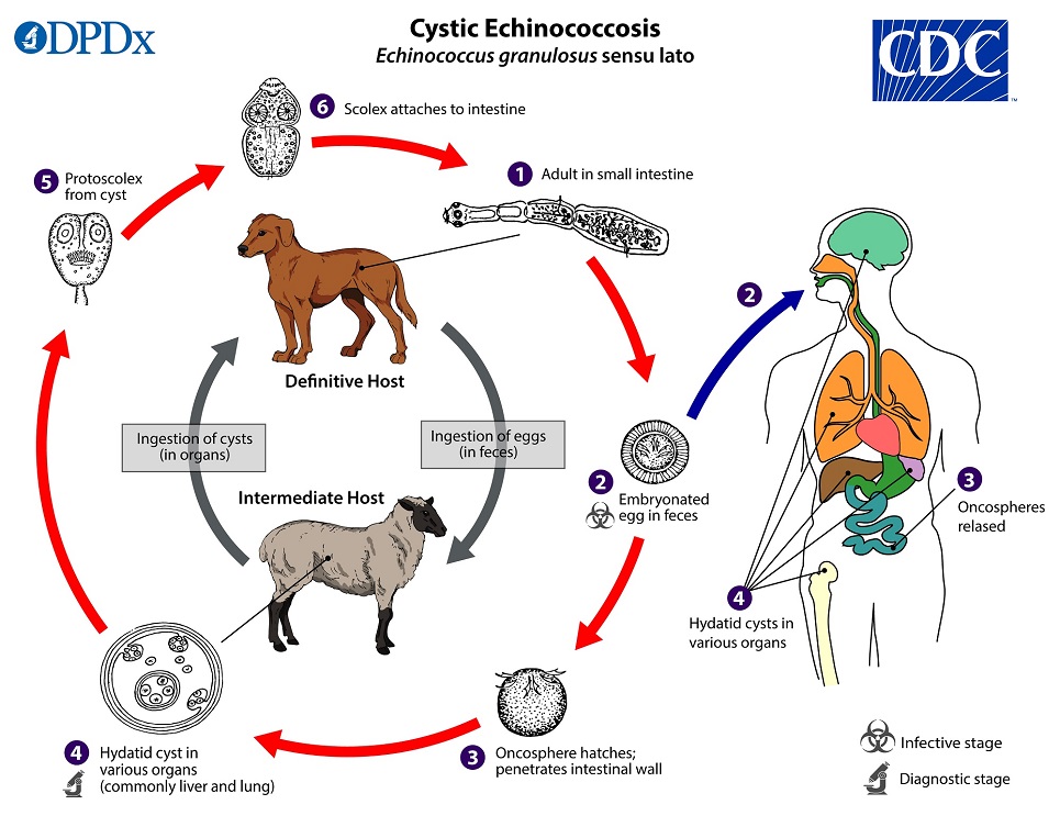 Echinococcus_gran_LifeCycle_19 lifecycle