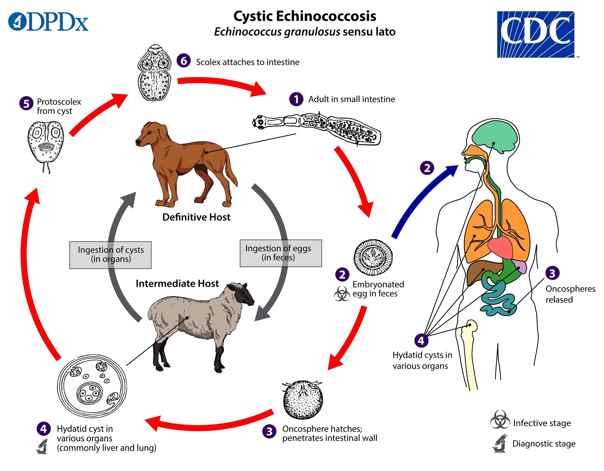 echinococcus granulosus liver
