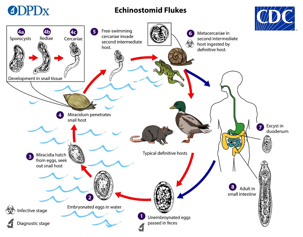 Echinostoma_LifeCycle_19 lifecycle