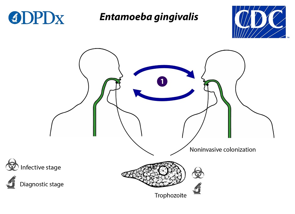 EgingivalisLifeCycle_19 Life Cycle