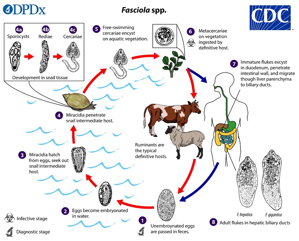Fasciola_LifeCycle_19 lifecycle