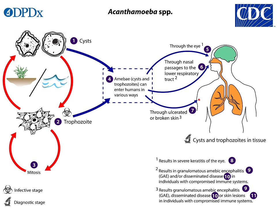 Acanthamoeba_LifeCycle_19 Lifecycycle