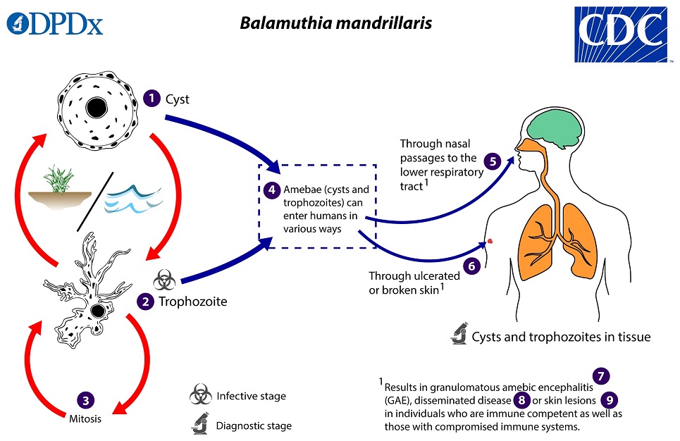 Balamuthia_LifeCycle_19 Lifecycle