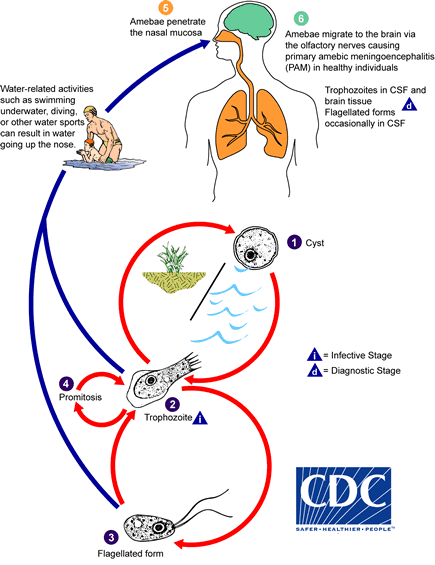 CDC - DPDx - Free Living Amebic Infections