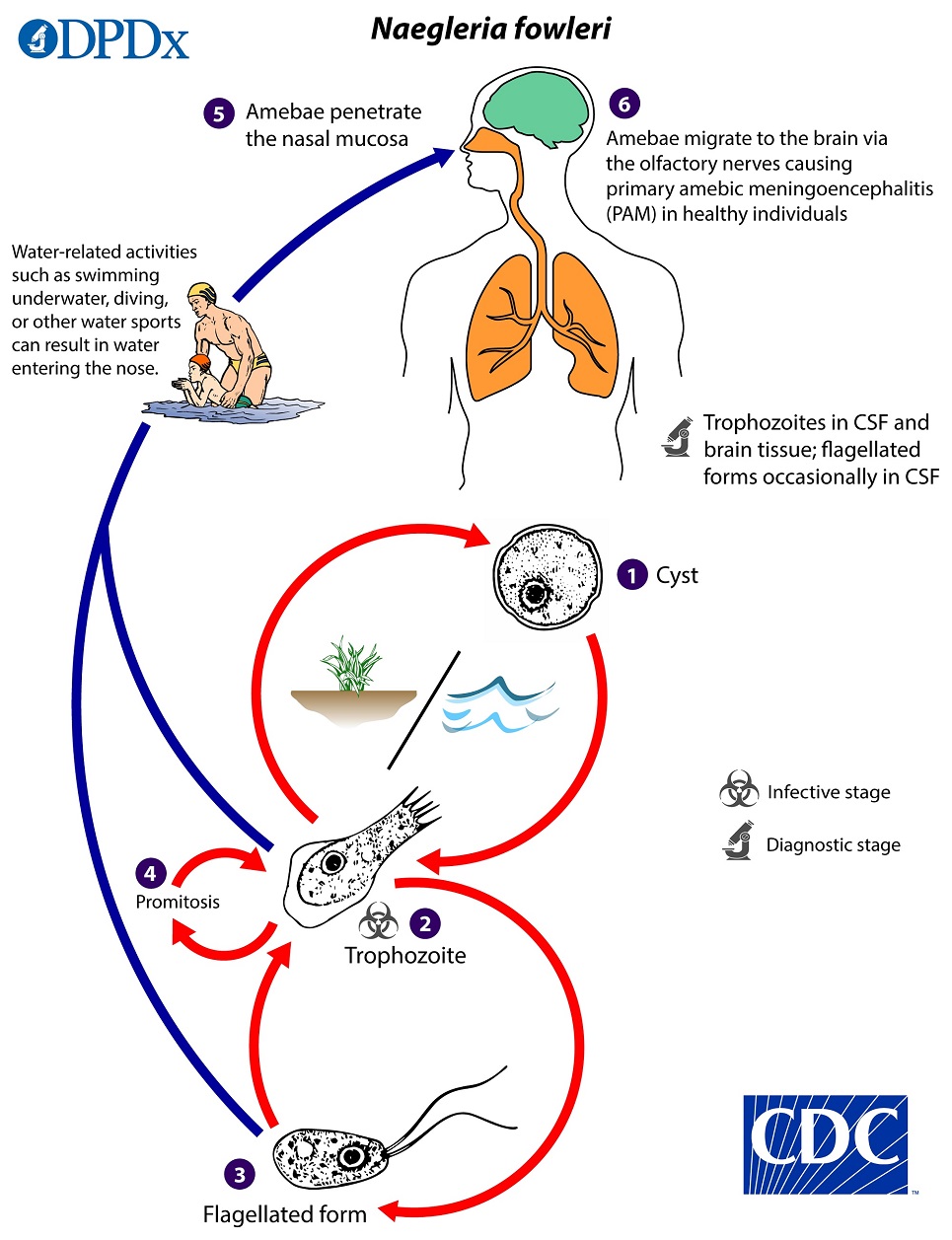 Nfowleri_LifeCycle_19 Lifecycle