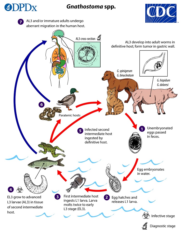 Gnathostoma_LifeCycle_19 lifecycle